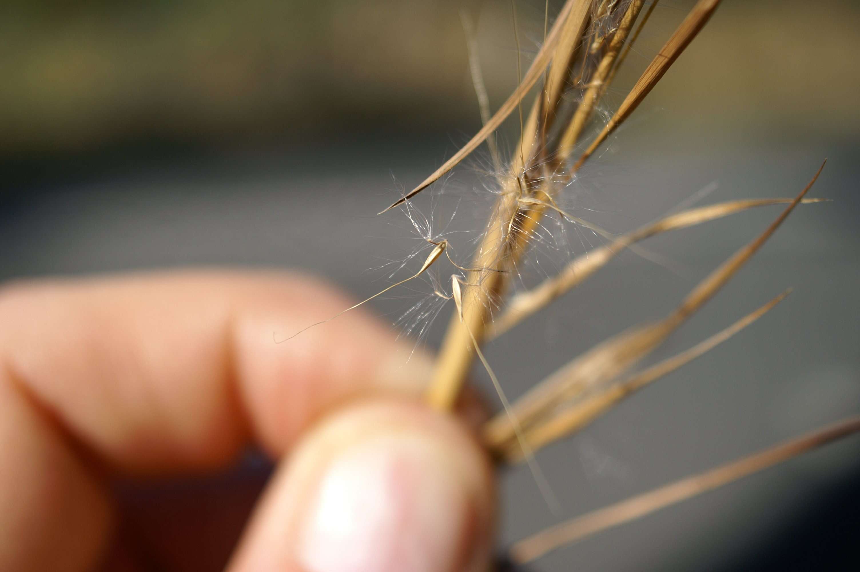 Image of Broomsedge Bluestem