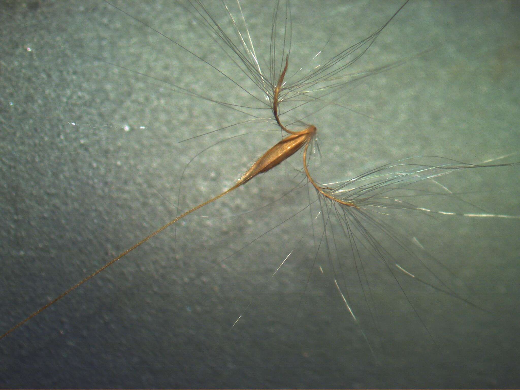 Image of Broomsedge Bluestem