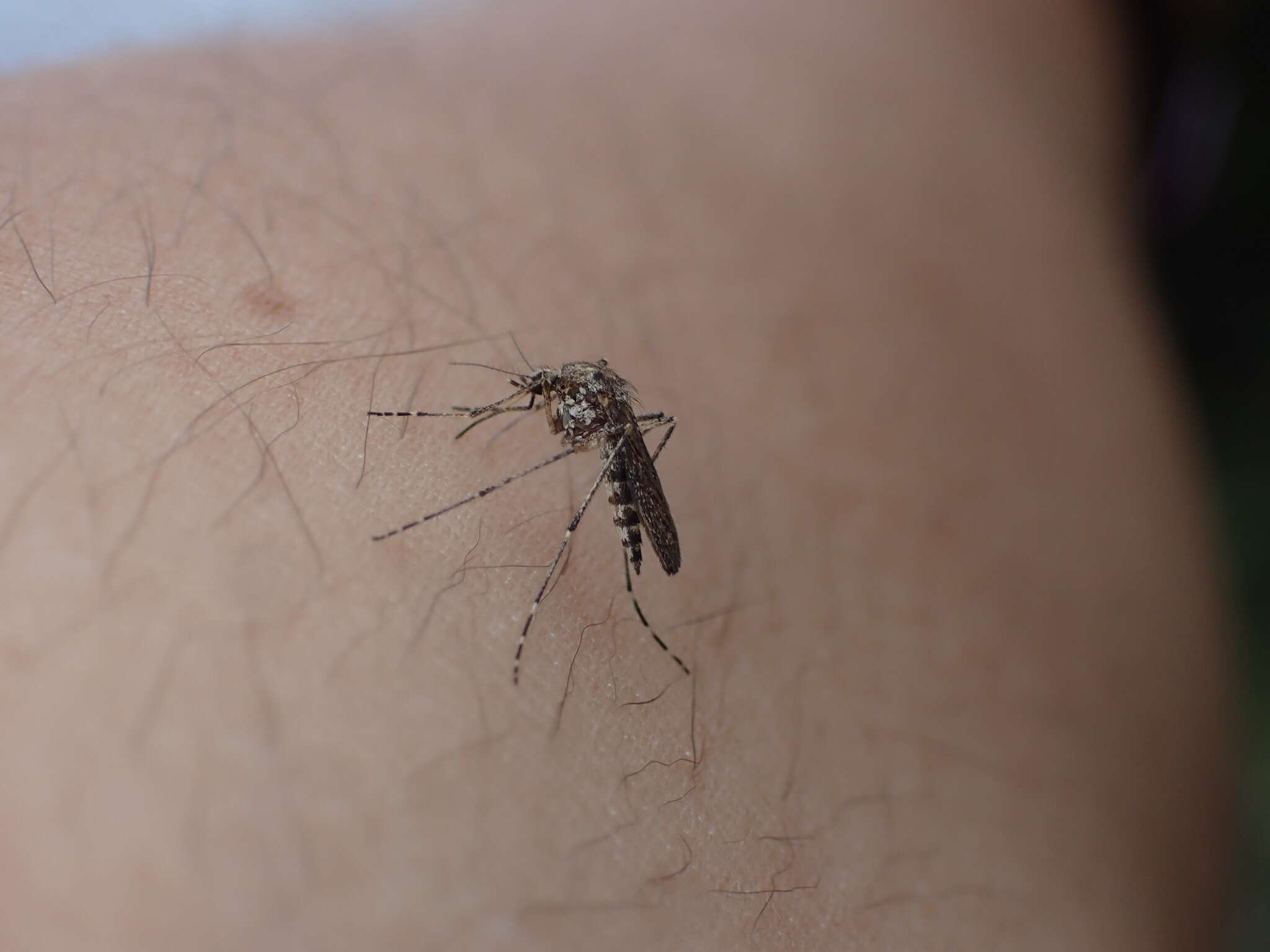 Image of Aedes squamiger (Coquillett 1902)