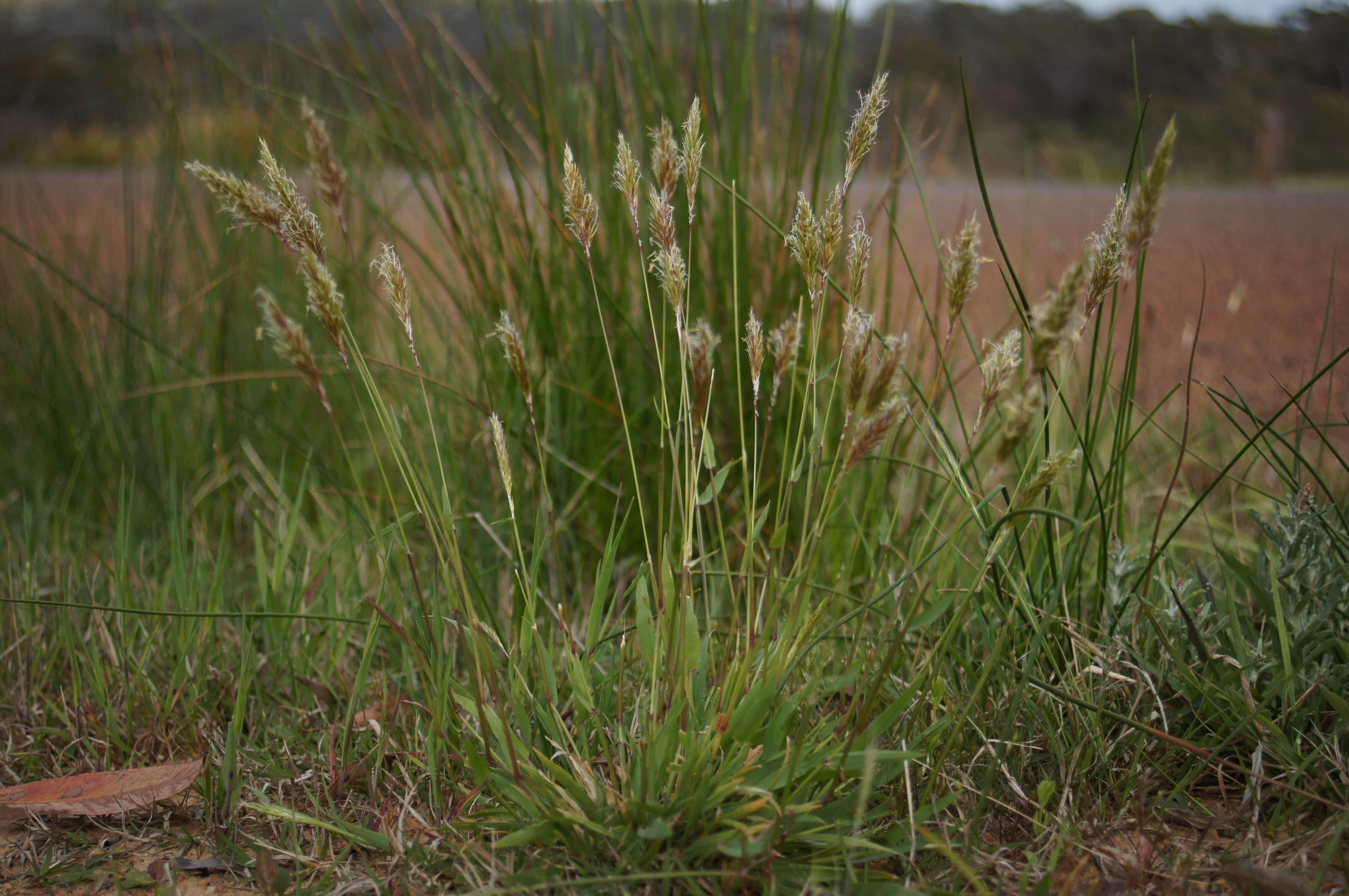 Imagem de Anthoxanthum odoratum L.