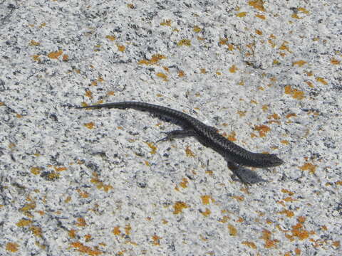 Image of Spotted Skink