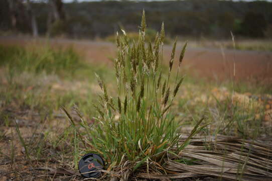 Imagem de Anthoxanthum odoratum L.