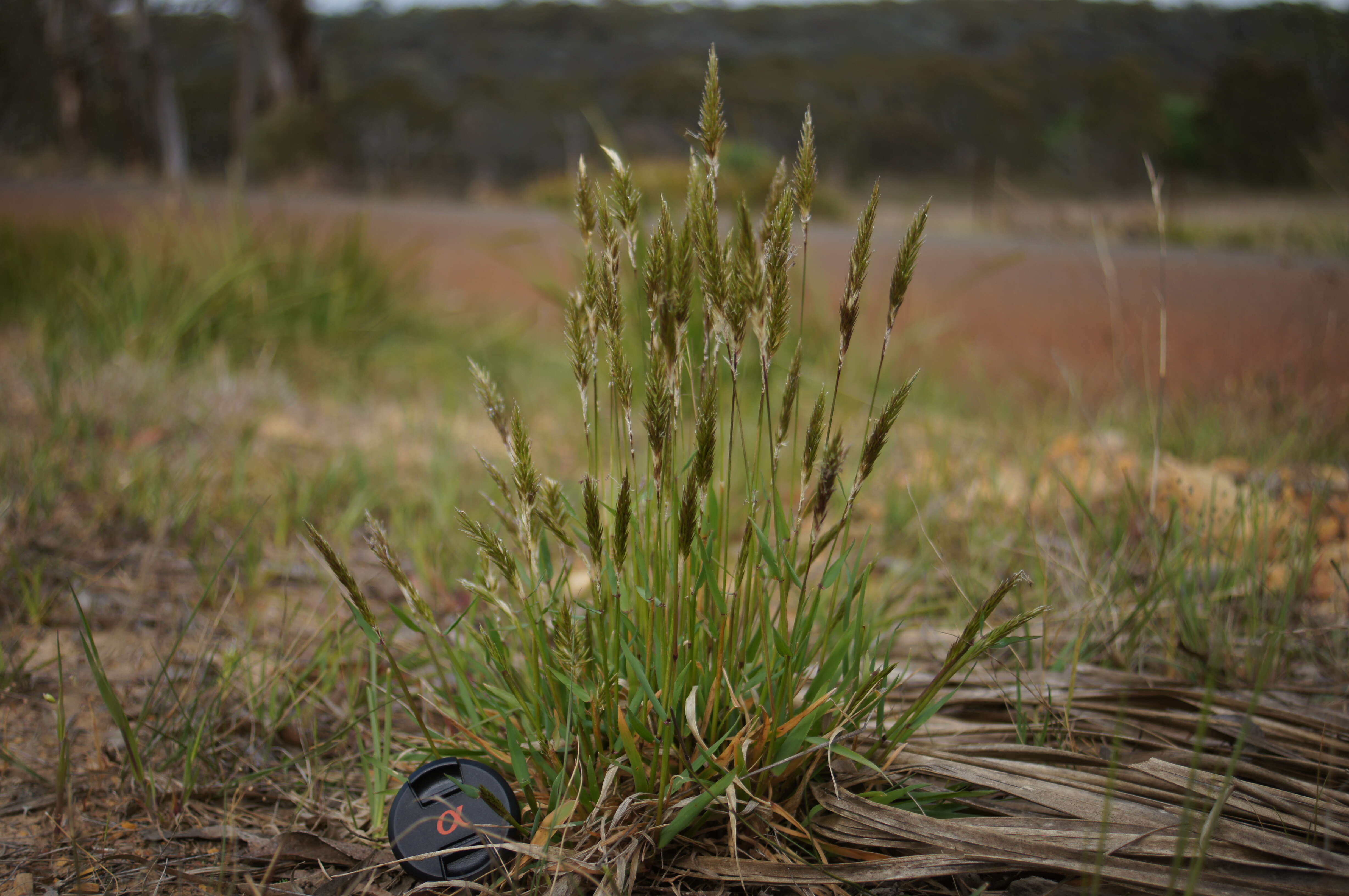 Imagem de Anthoxanthum odoratum L.