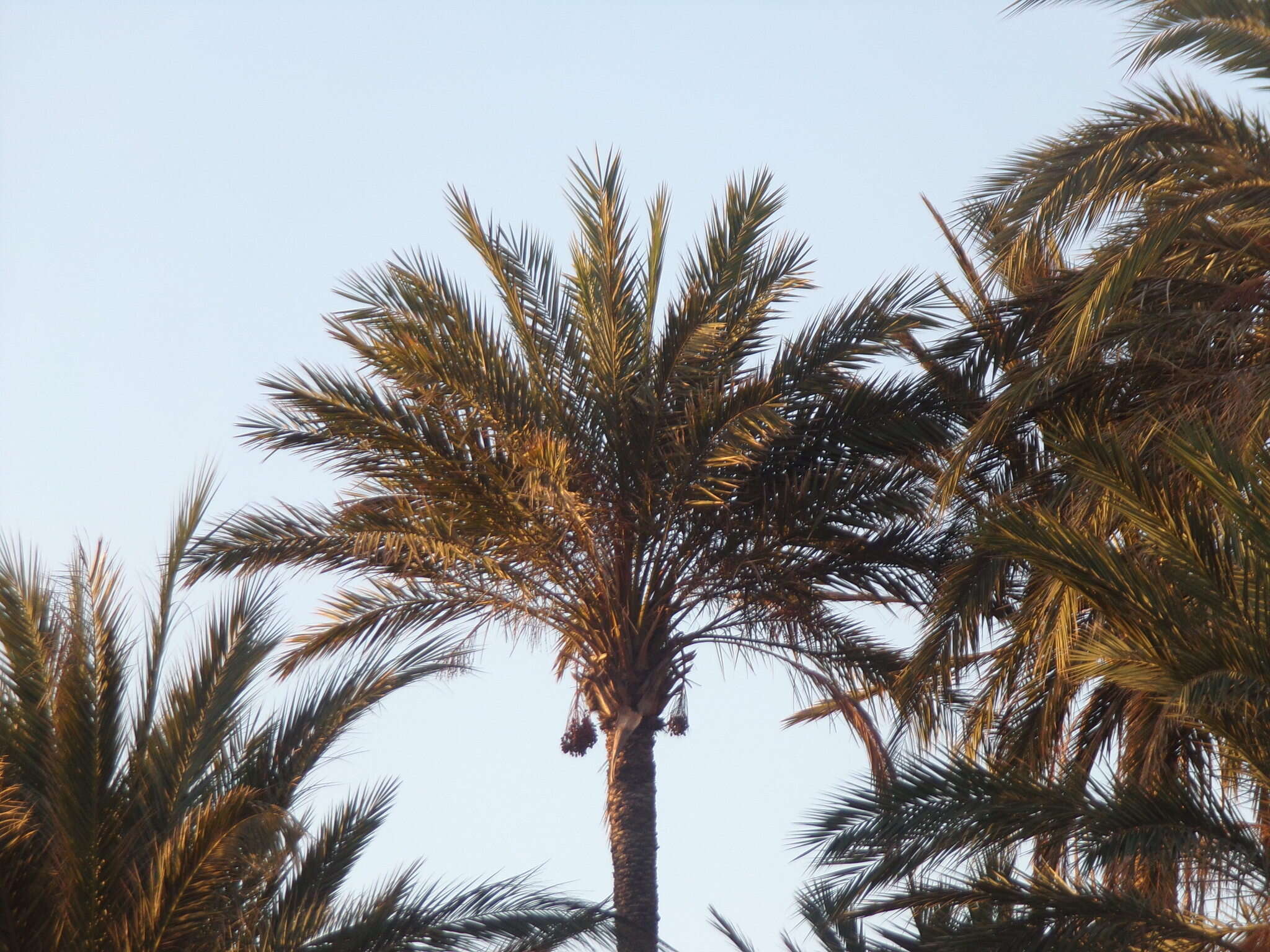 Image of date palm