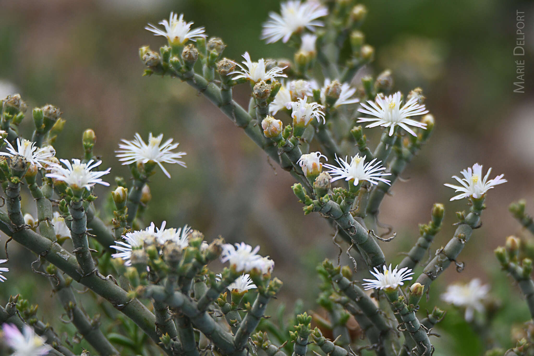 Imagem de Mesembryanthemum articulatum Thunb.