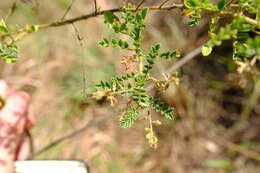 Plancia ëd Indigofera colutea (Burm. fil.) Merr.