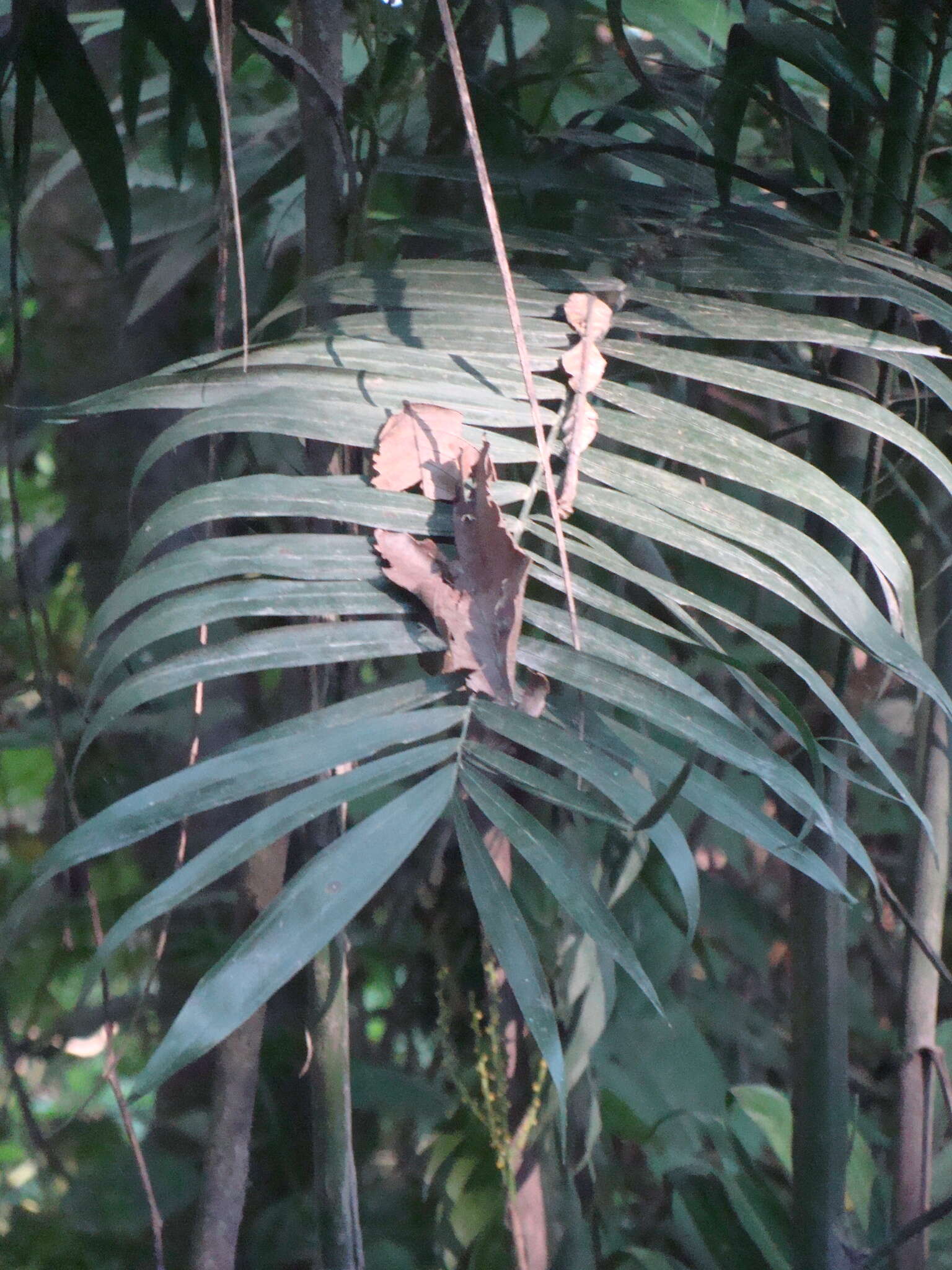 Image of Chamaedorea pochutlensis Liebm.