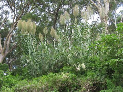 Image of giant reed