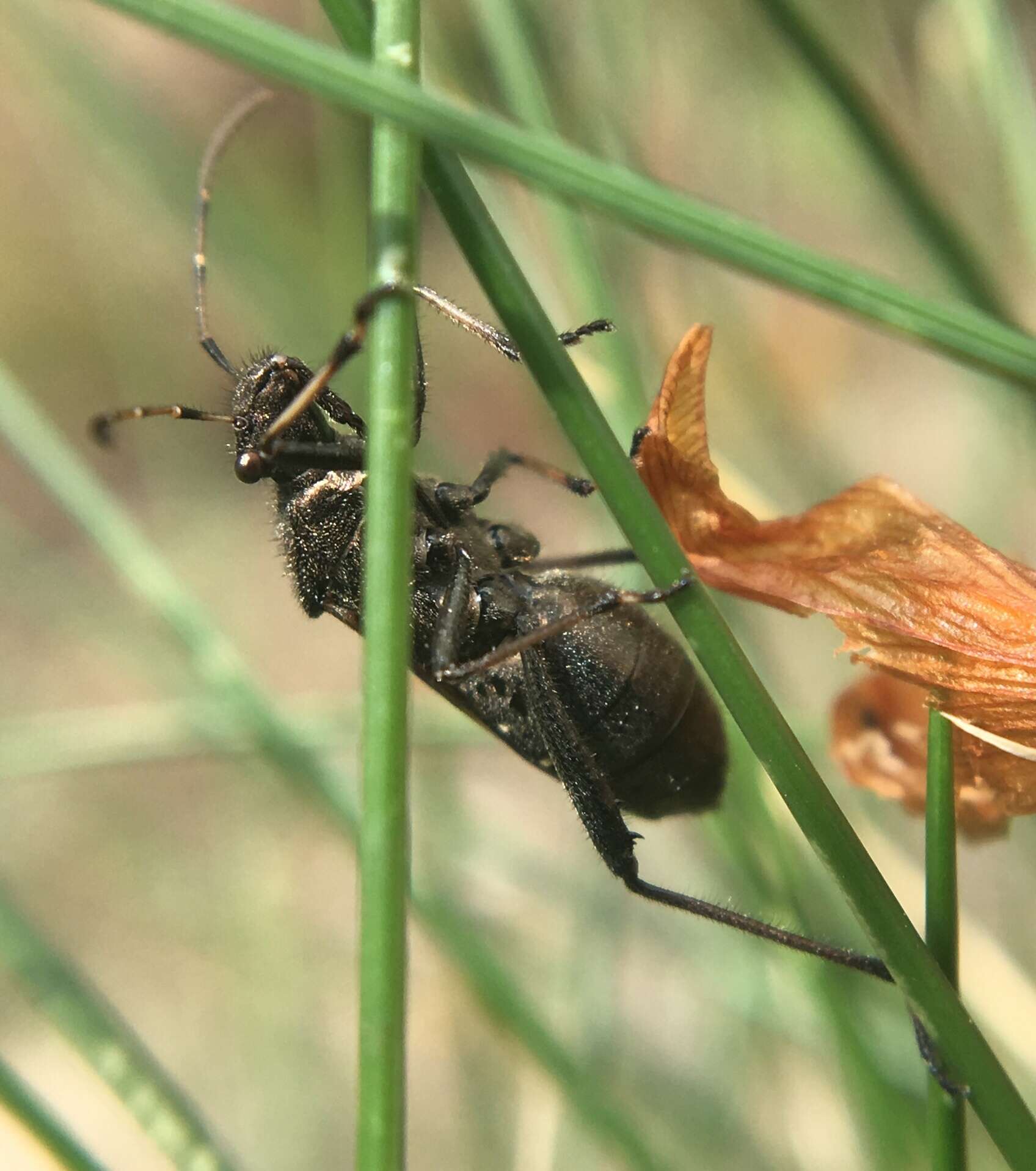 Alydus calcaratus (Linnaeus 1758) resmi