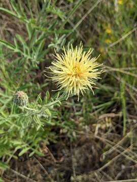 Plancia ëd Centaurea collina L.