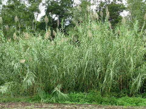 Image of giant reed