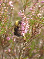 Image of Bombus magnus Vogt 1911