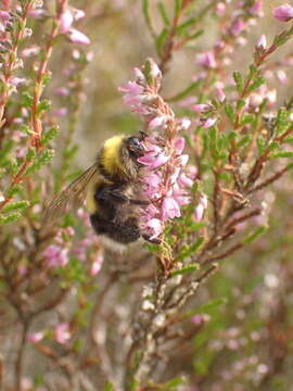 Image of Bombus magnus Vogt 1911