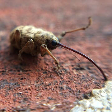 Imagem de Curculio proboscideus Fabricius & J. C. 1775