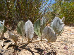 Image de Arctotis angustifolia L.