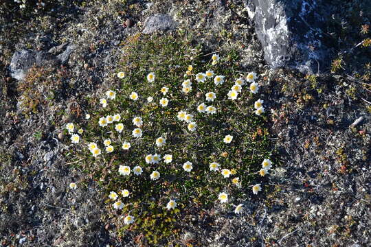 Image of entireleaf mountain-avens