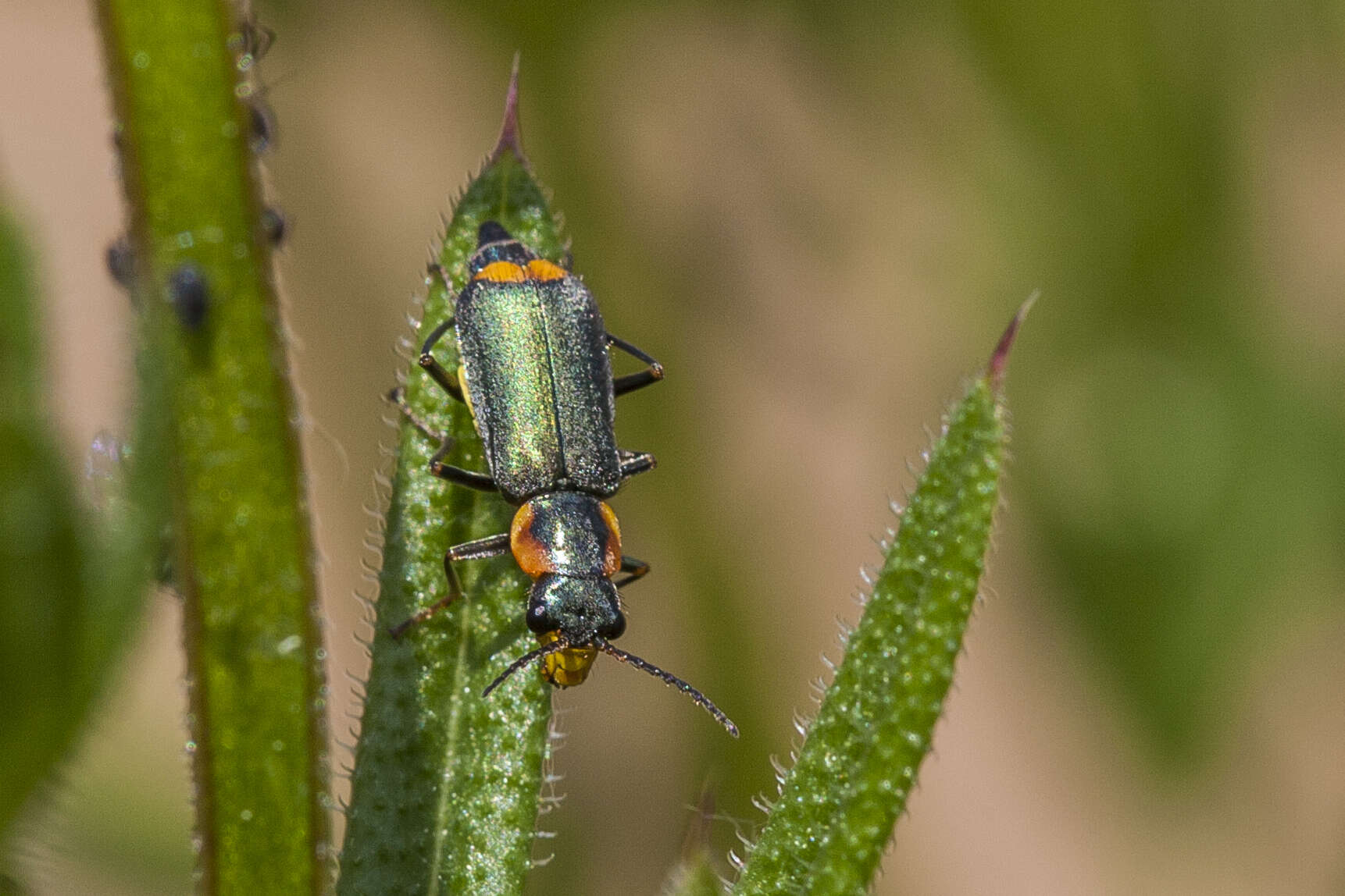 Image of <i>Clanoptilus marginellus</i>