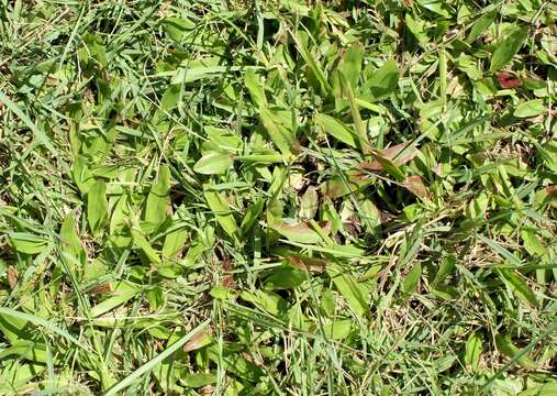 Image of broadleaf carpetgrass