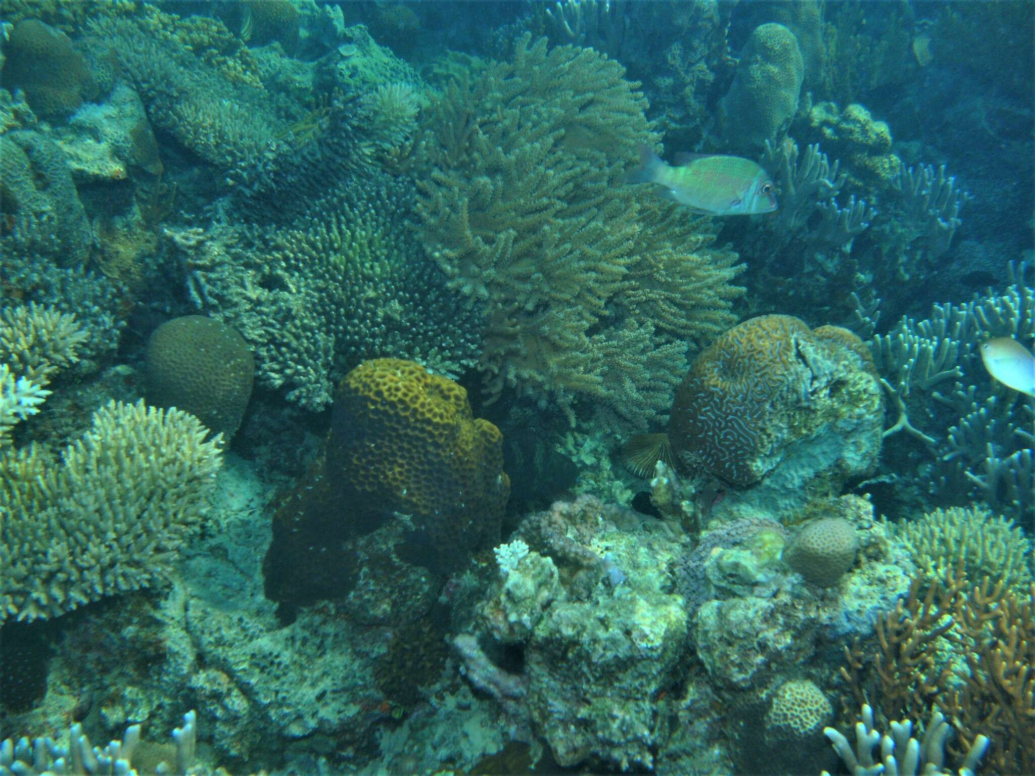 Image of Brown-headed emperor