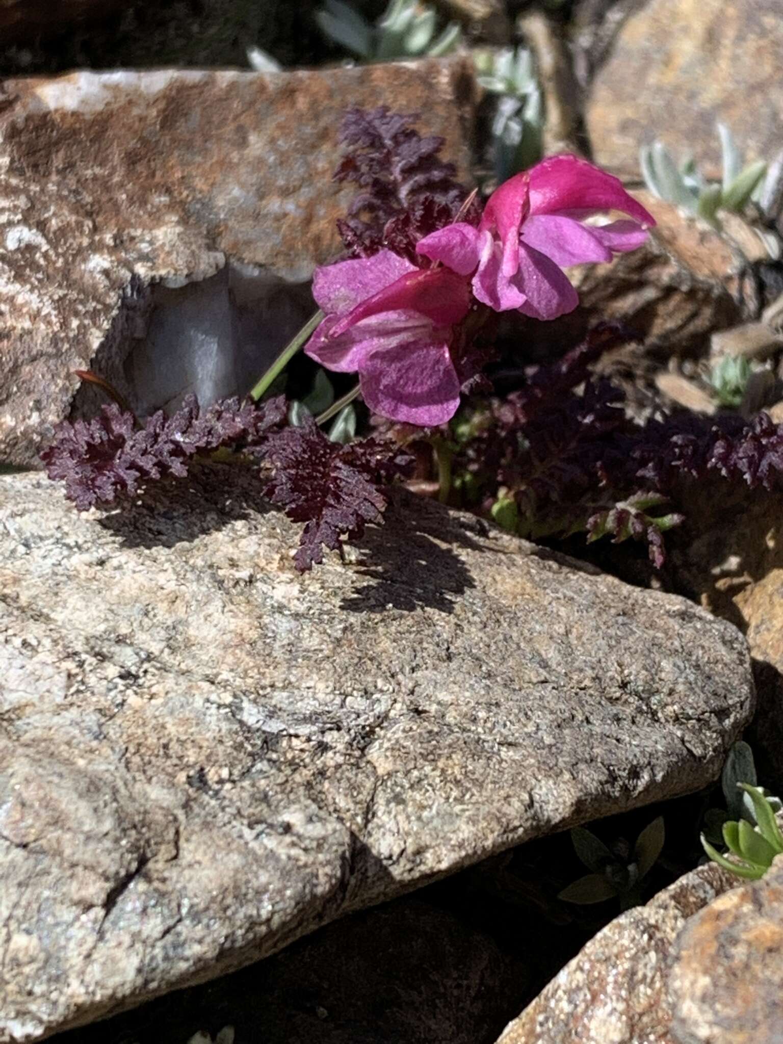 Image de Pedicularis nordmanniana Bunge