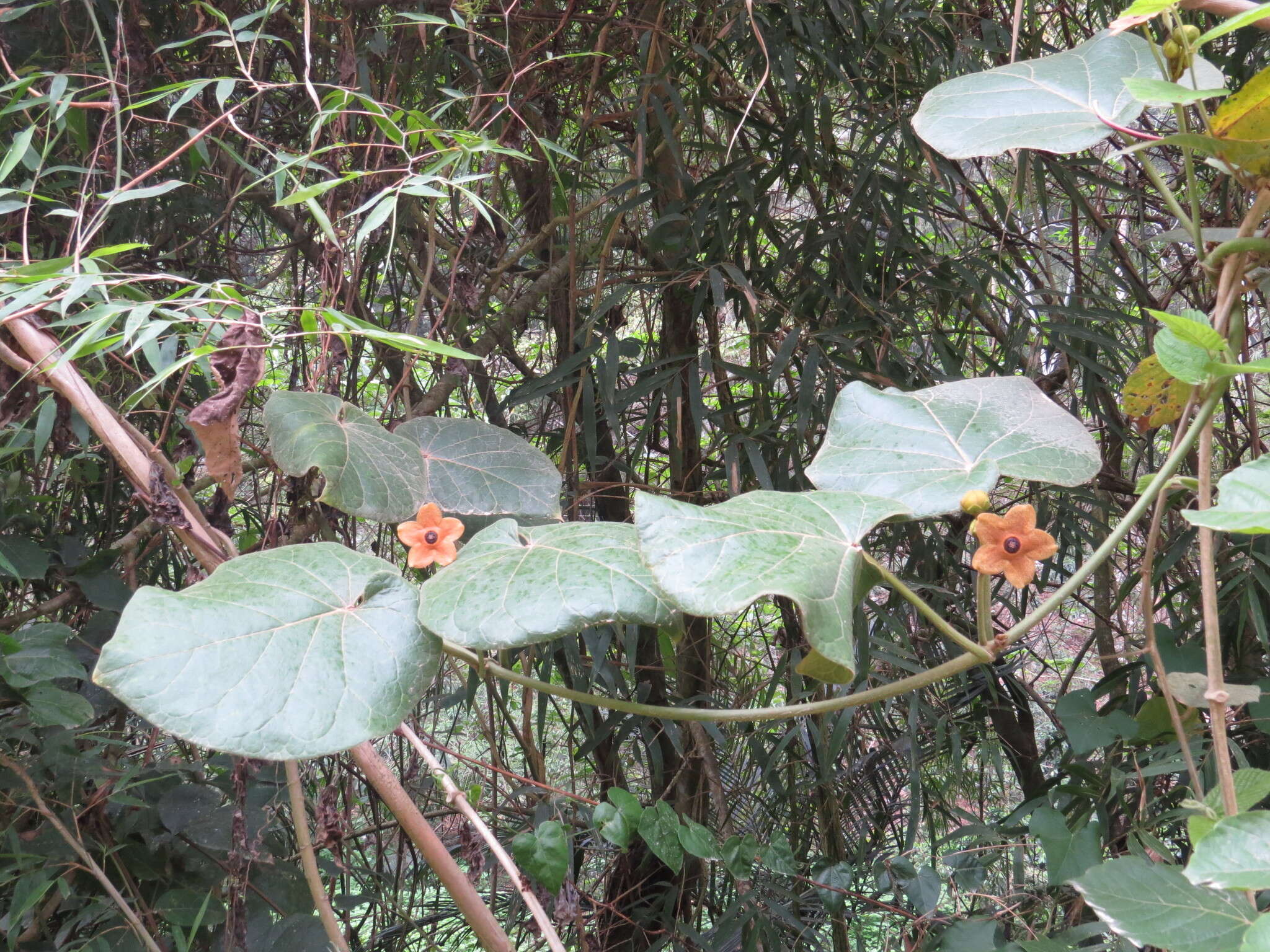 Image of Matelea magnifolia (Pittier) R. E. Woodson