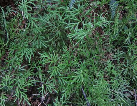 Image of Pseudodiphasium volubile (G. Forst.) Holub