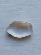 Image of white-beard ark shell