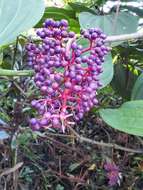 Image of Medinilla cumingii Naud.