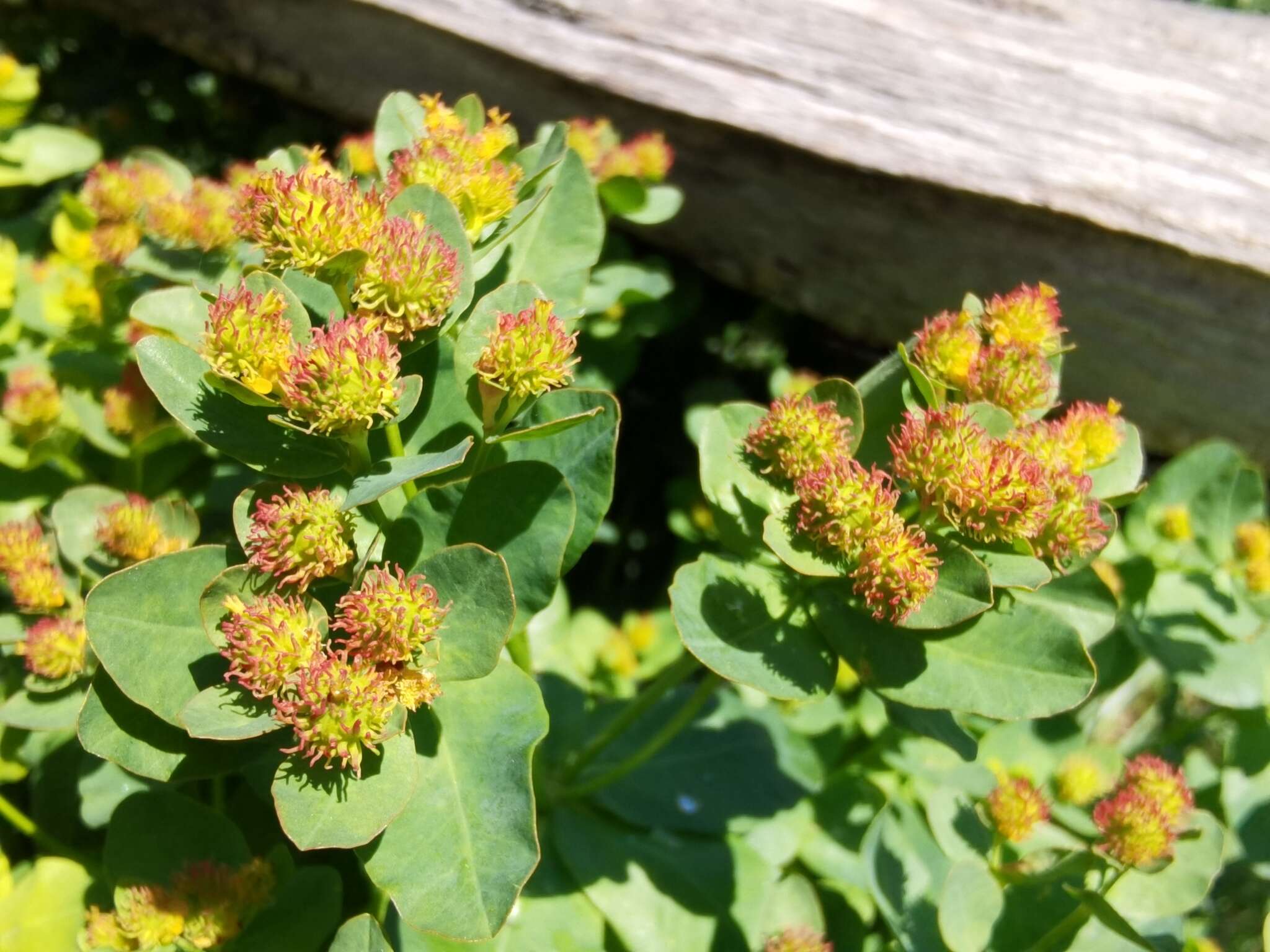 Euphorbia epithymoides L. resmi