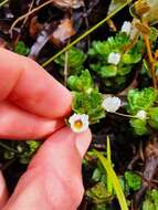 Image of Euphrasia petriei Ashwin