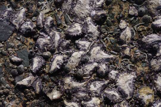 Image of Rock oyster