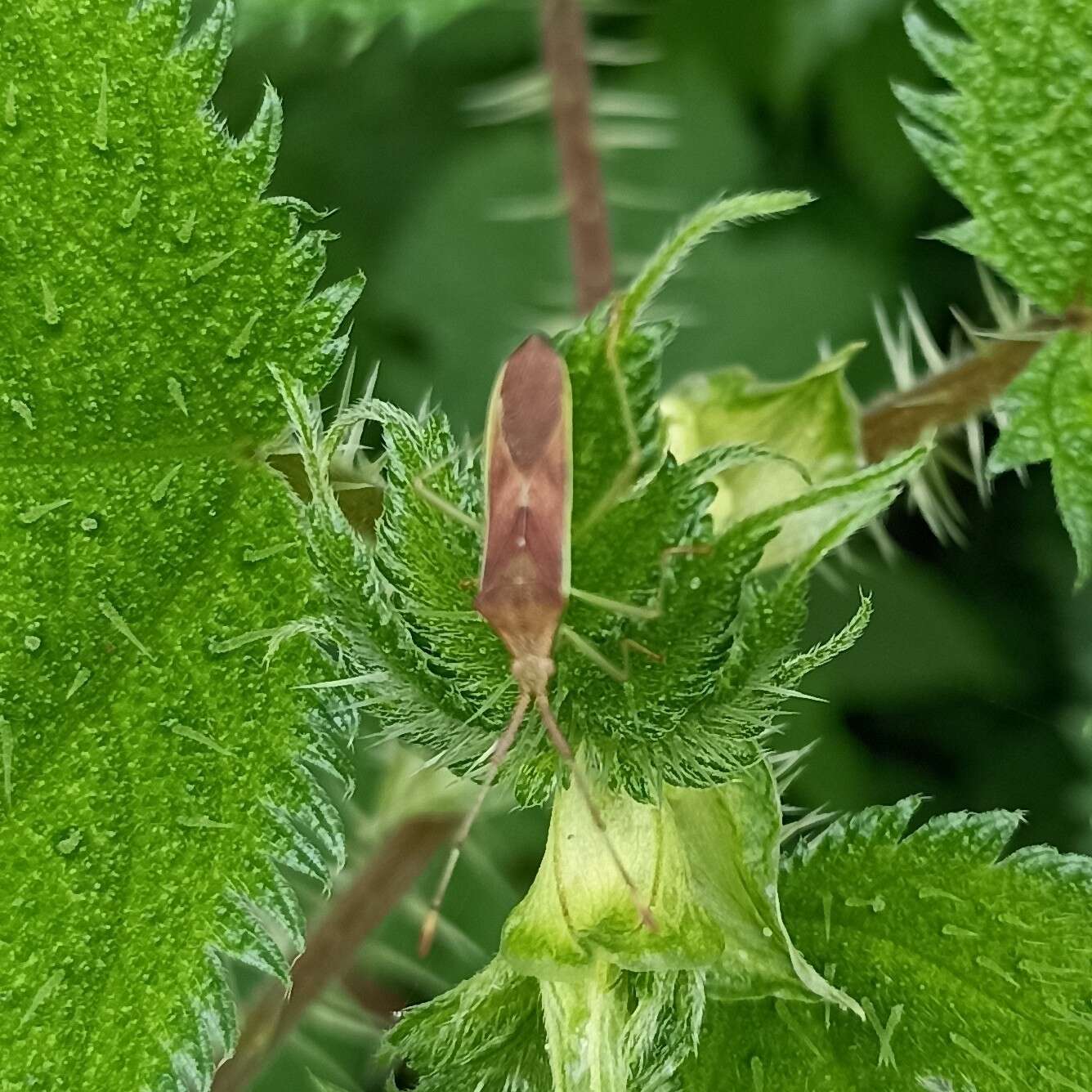 Plancia ëd Homoeocerus (Anacanthocoris) relatus Distant 1908