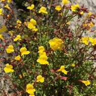 Image of Cut-Leaf Monkey-Flower