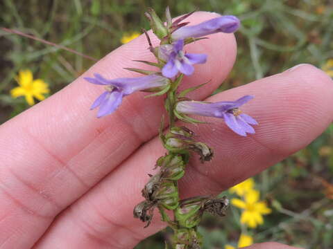 Image of downy lobelia