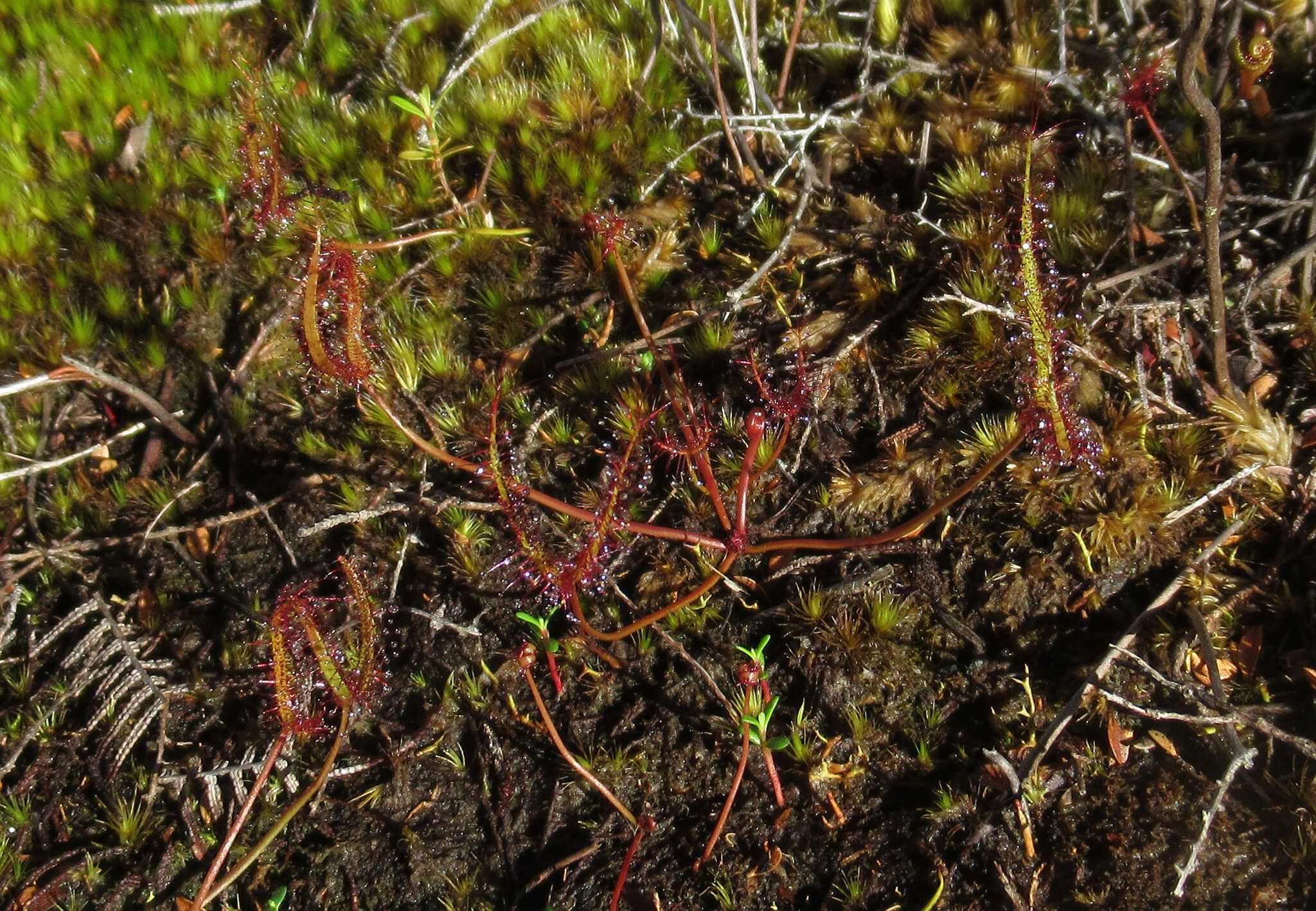 Image of Drosera binata Labill.