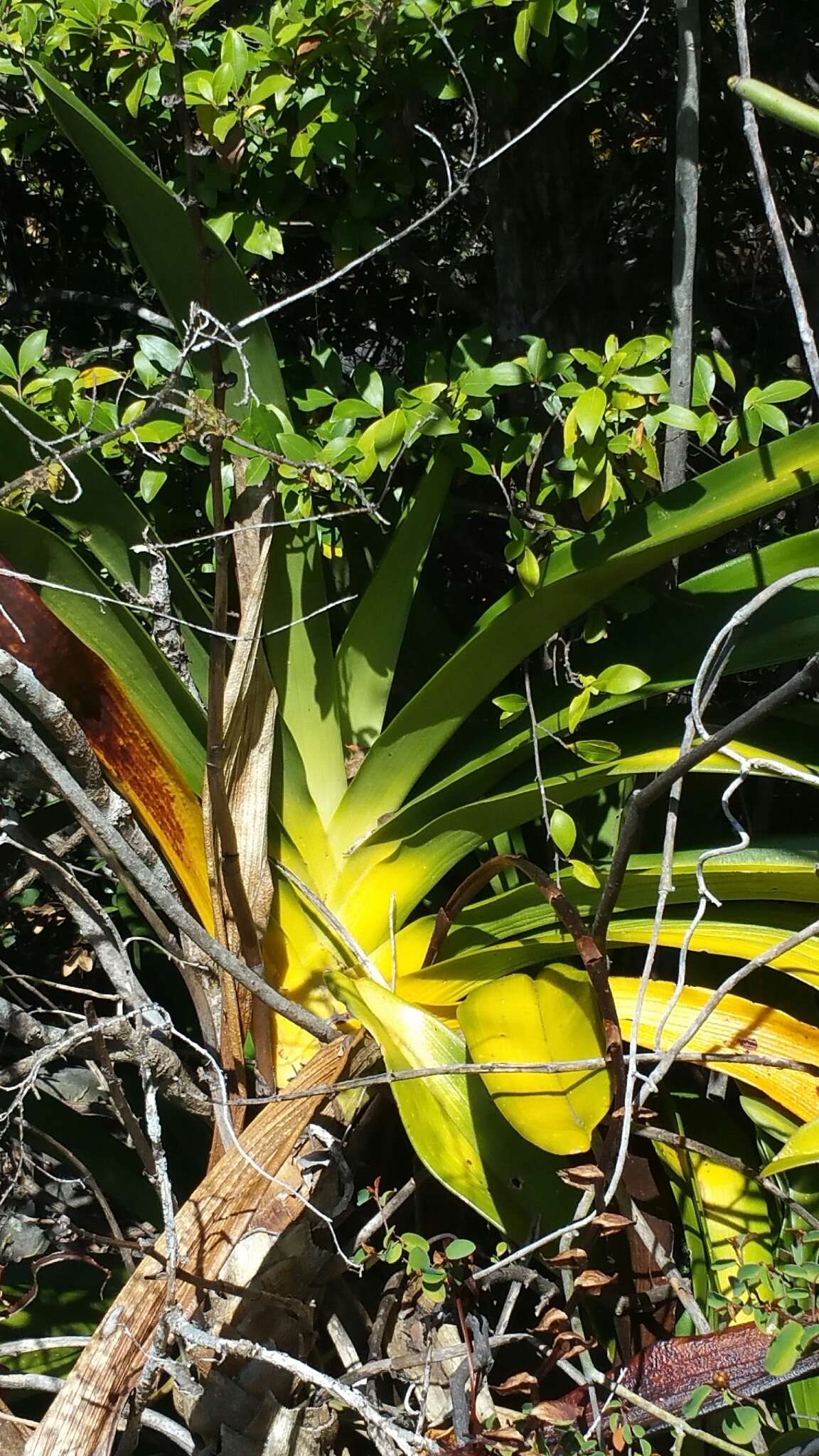 Image of Angraecum longicalcar (Bosser) Senghas