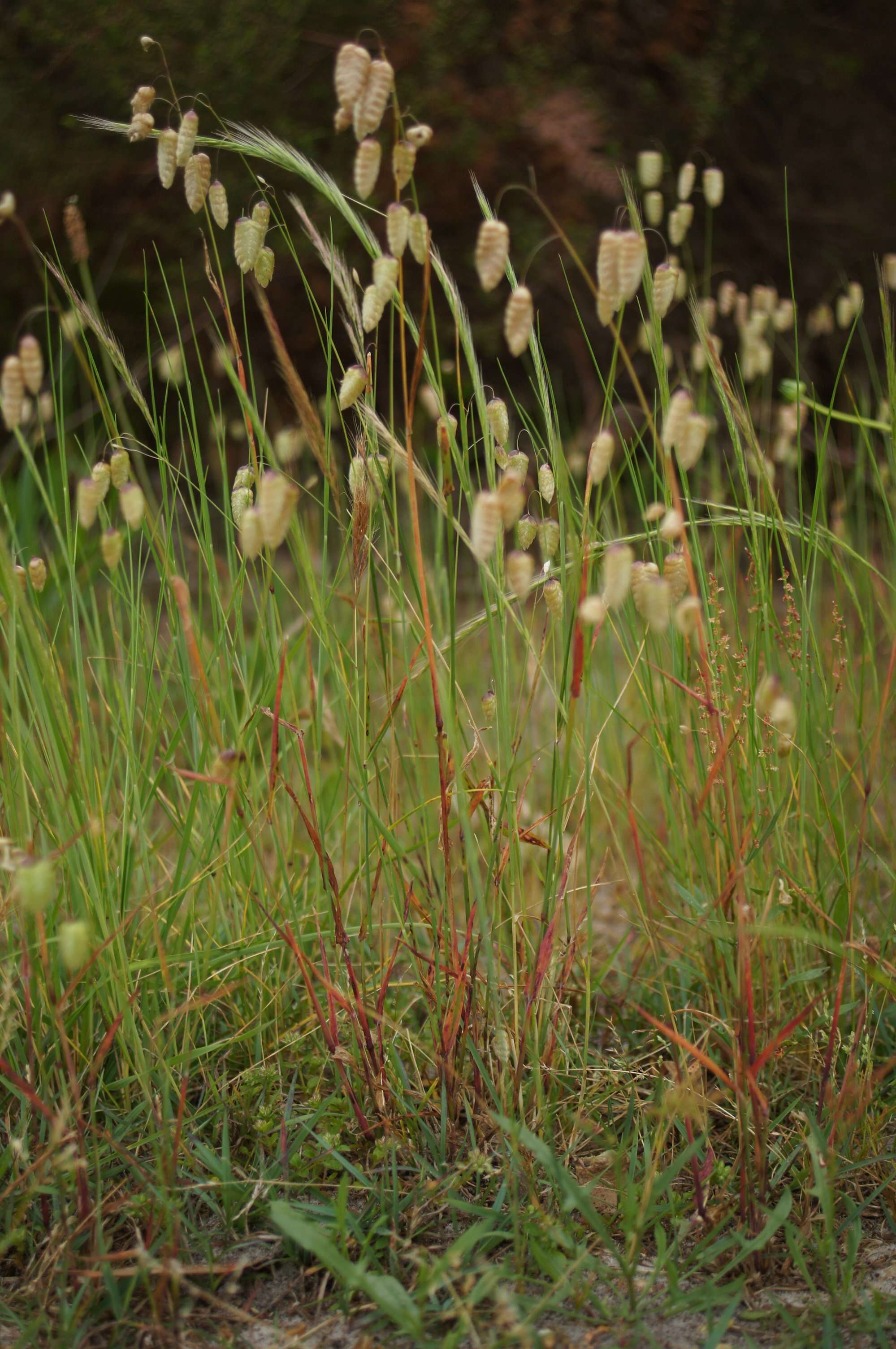 Image of big quakinggrass