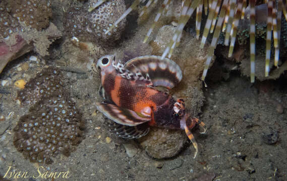 Image of Twinspot lionfish