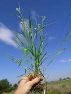 Image of big quakinggrass