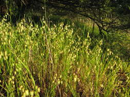 Image of big quakinggrass