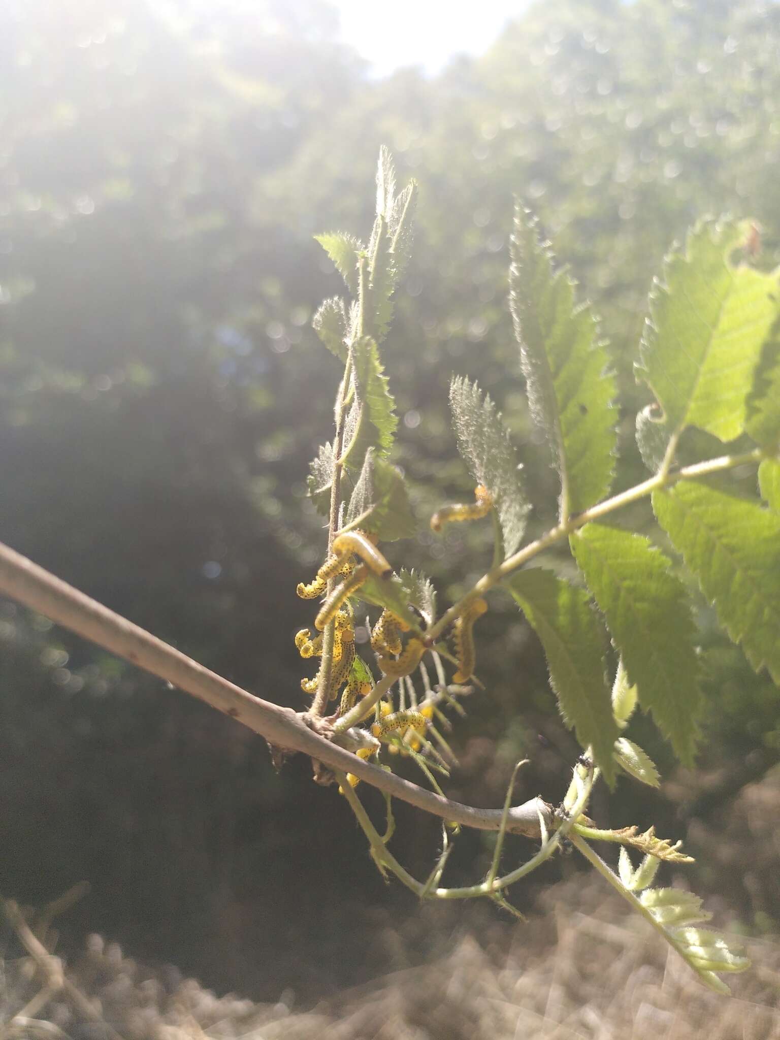 Image of Mountain-ash sawfly