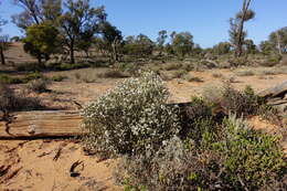 Слика од Olearia pimeleoides (DC.) Benth.