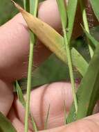 Imagem de Panicum laxiflorum Lam.