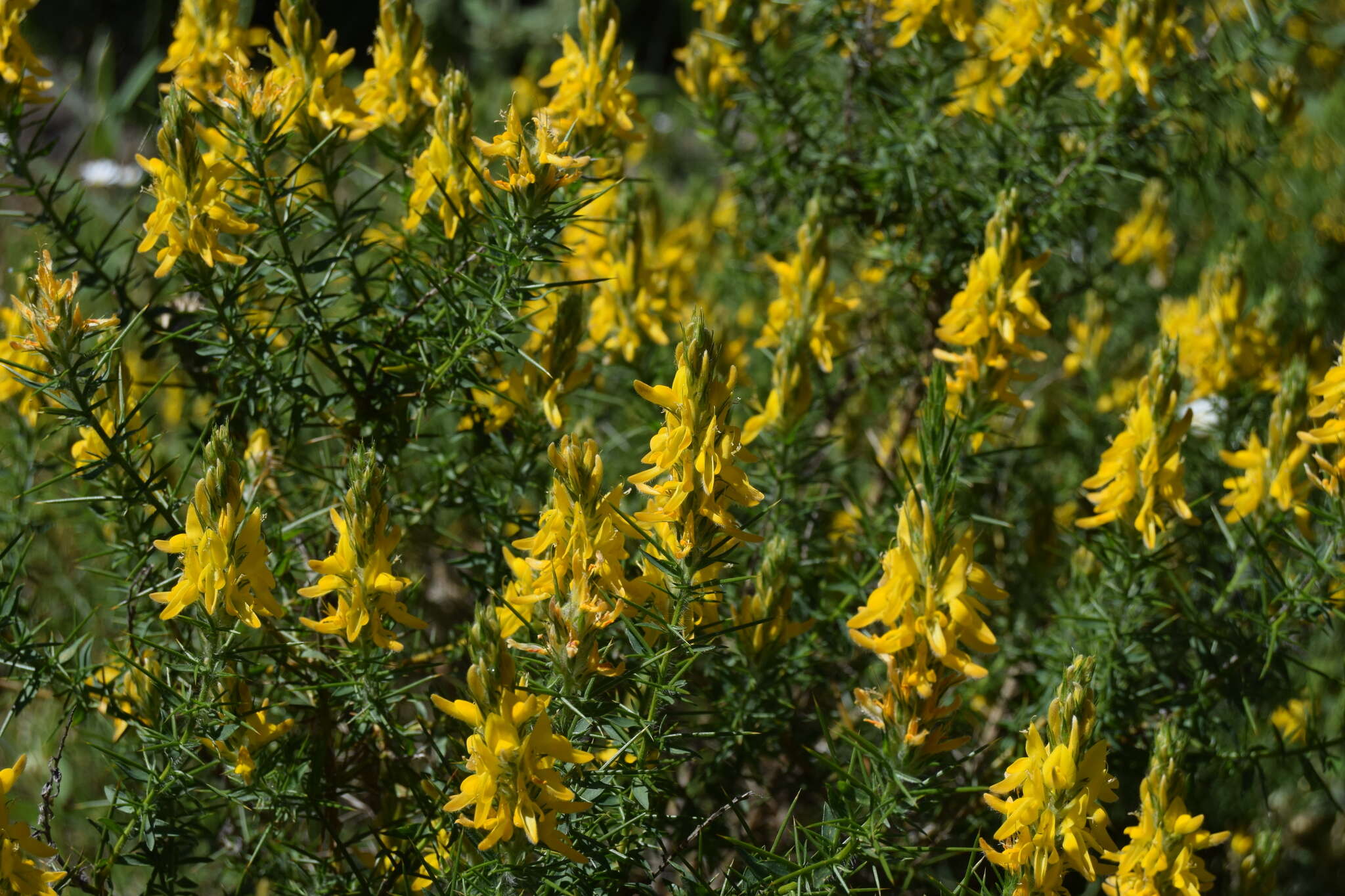 صورة Genista hirsuta M. Vahl