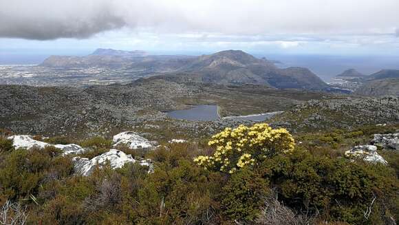 Image of Peninsula Conebush