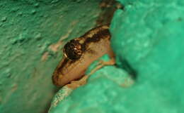 Image of <i>Dravidogecko tholpalli</i>