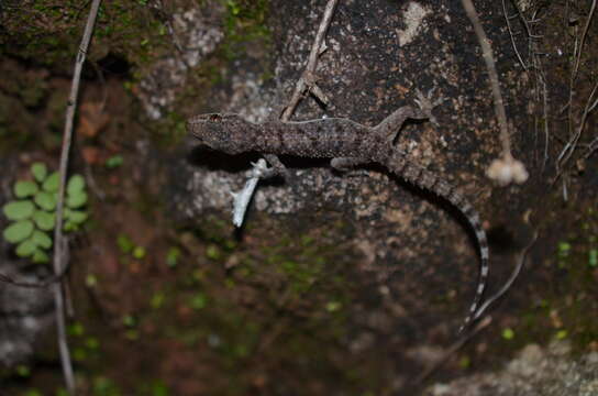 Image of Brook's House Gecko