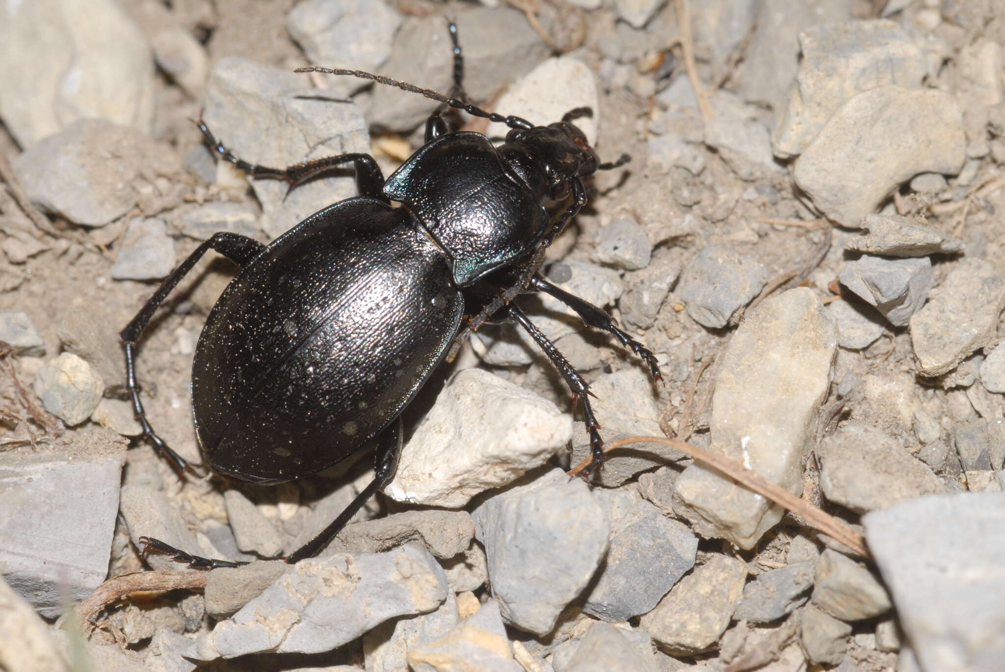 Imagem de Carabus (Archicarabus) monticola Dejean 1826