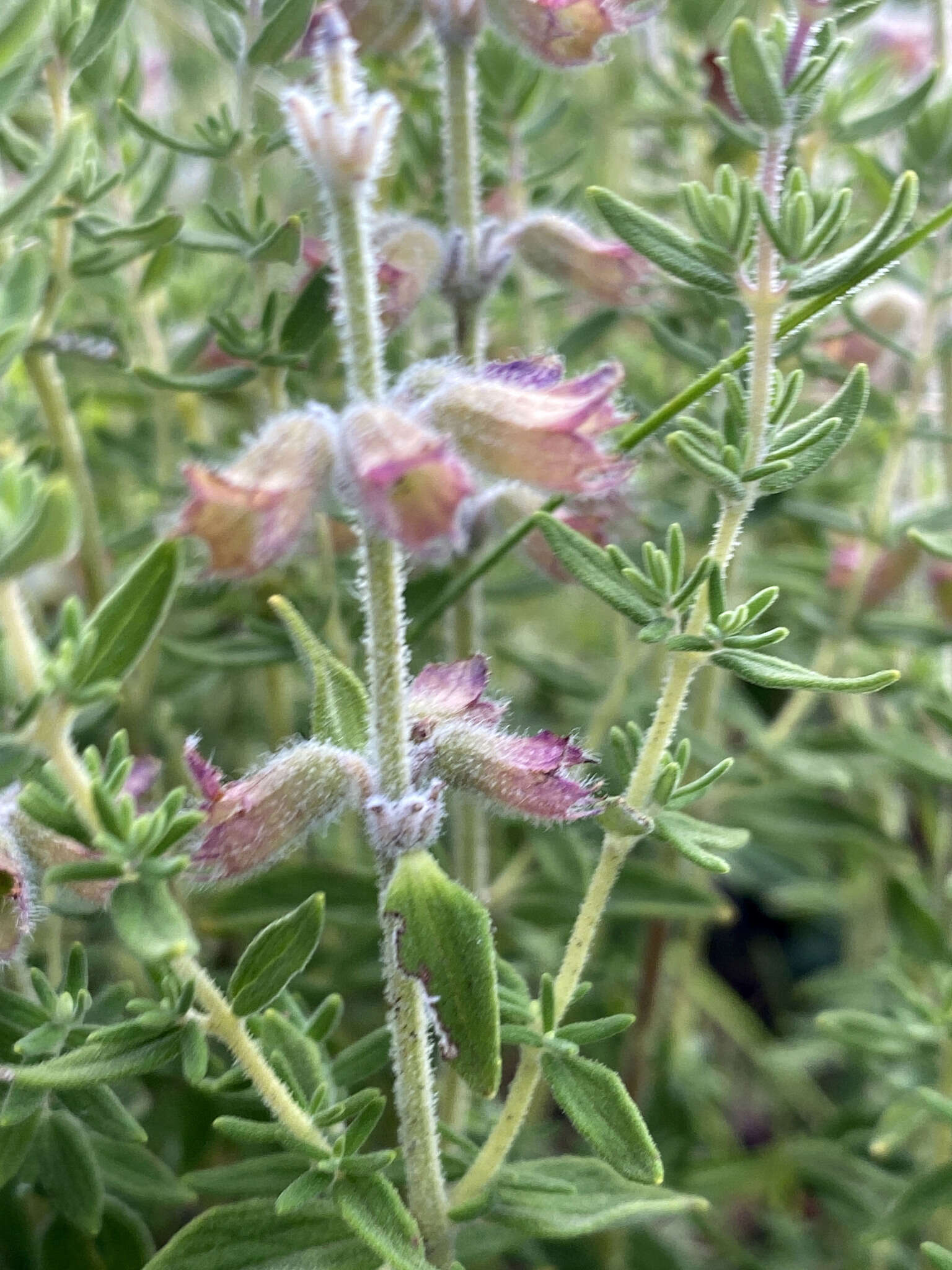 Image of Syncolostemon teucriifolius (Hochst.) D. F. Otieno