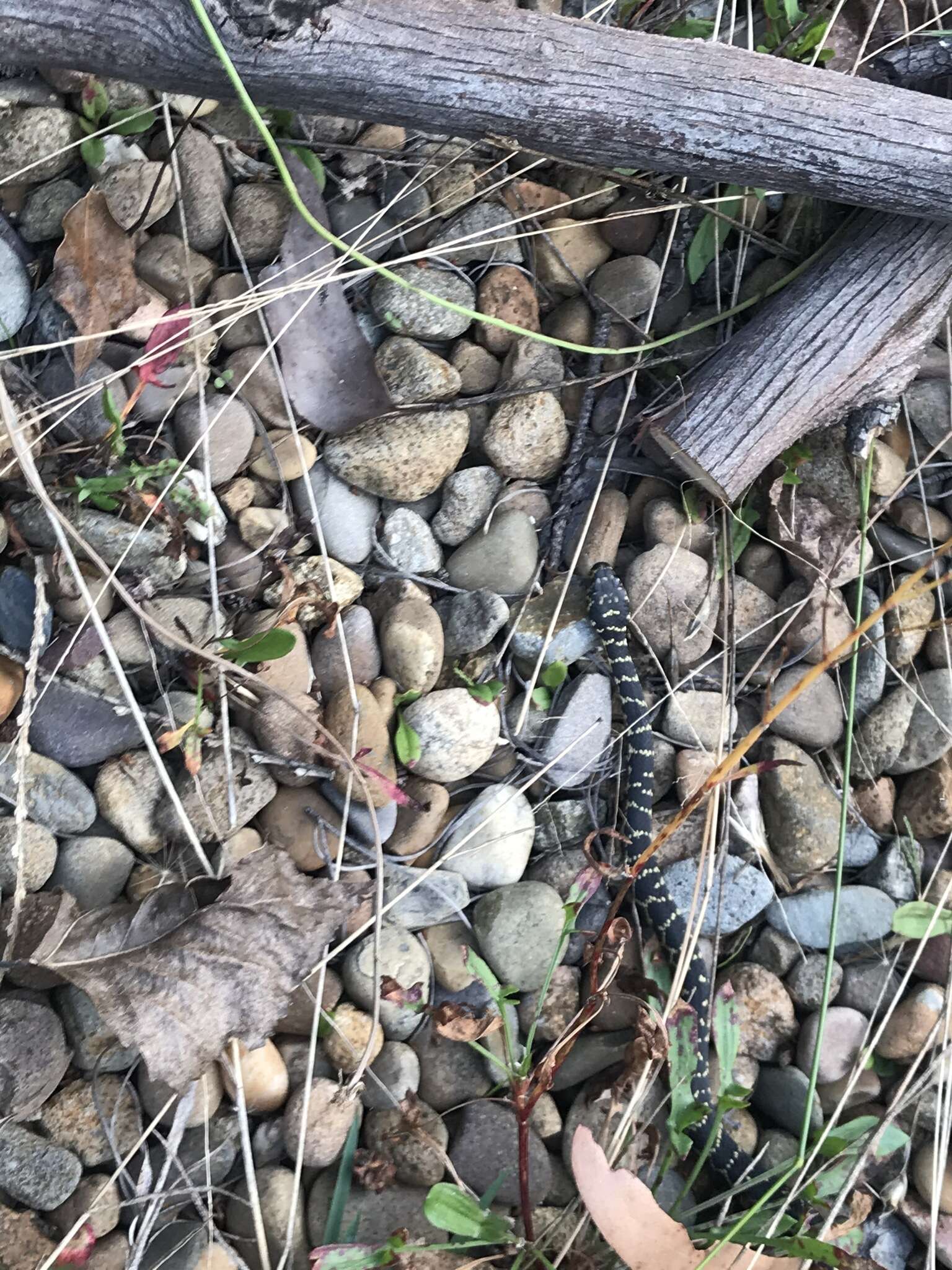 Image of Broad-headed Snake